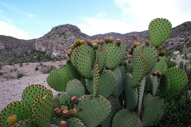 nopal1