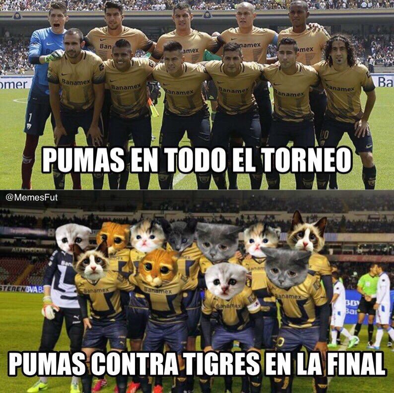 tigres4