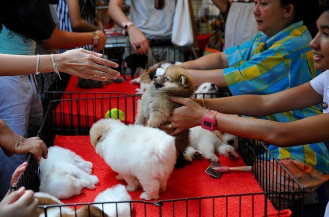 triste_verdad_venta_perros