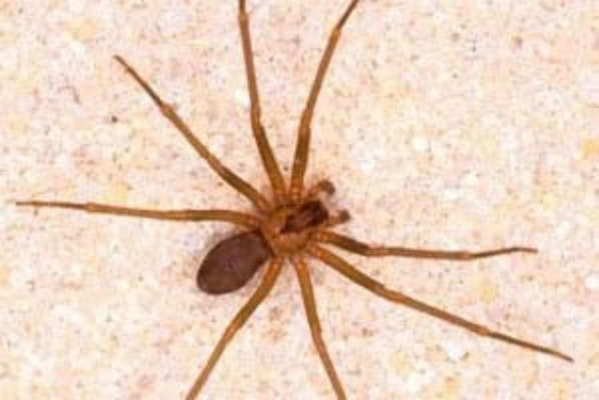 19e399ee3f9022fcea9e0618f0b94725