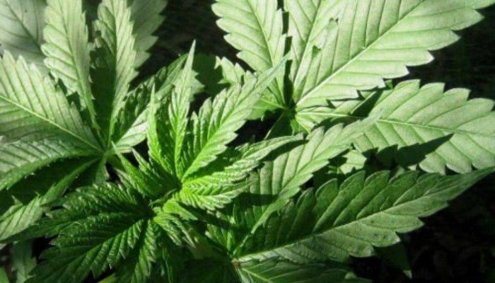 MARIGUANA-31-700x400