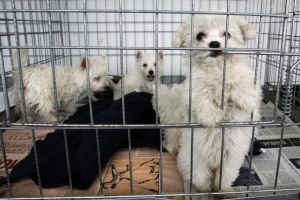 perros-venta-jaula-2