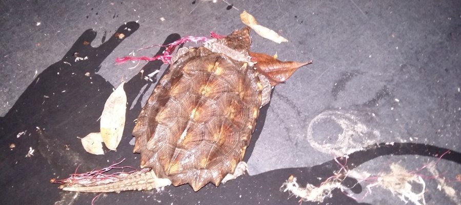 rot_profepa_tortuga_lagarto_tabasco_02