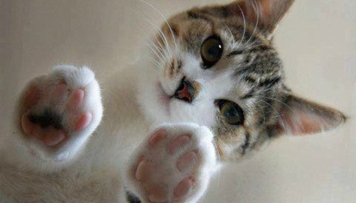 20-datos-curiosos-que-no-sabías-de-los-gatos-700x400