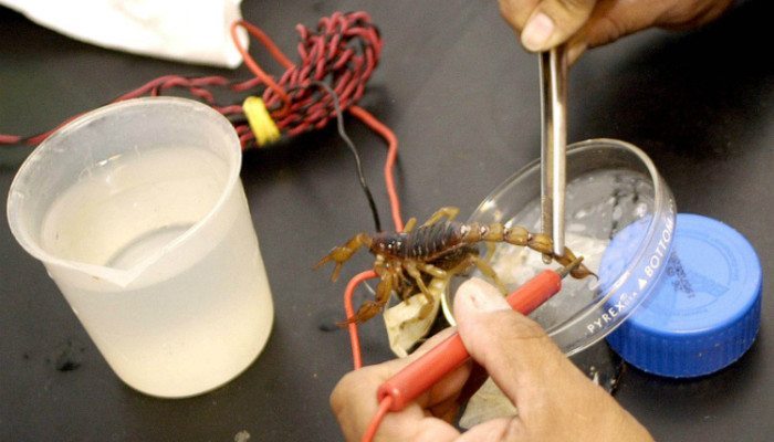 veneno_alacran-700x400