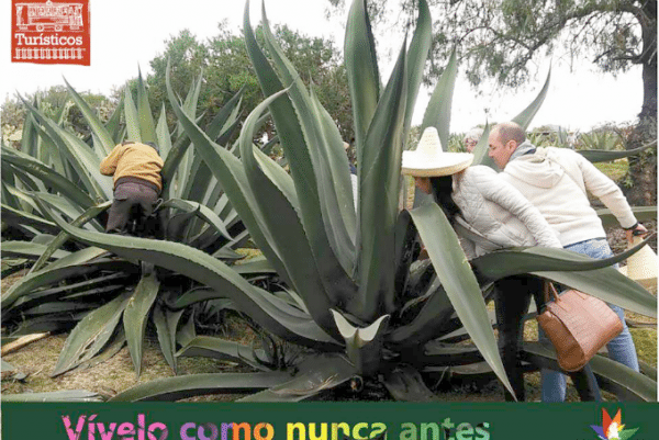 12931100_1027061204040286_7904634988908862547_n-600x401