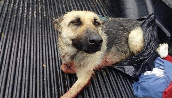 2016_03_08-fc3db9af-523b-43-Horizontal_N1H