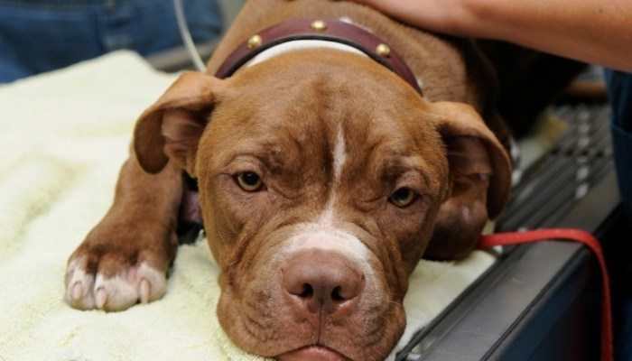 parvo2-e1458624570644