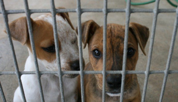 perritos-e1457389269308