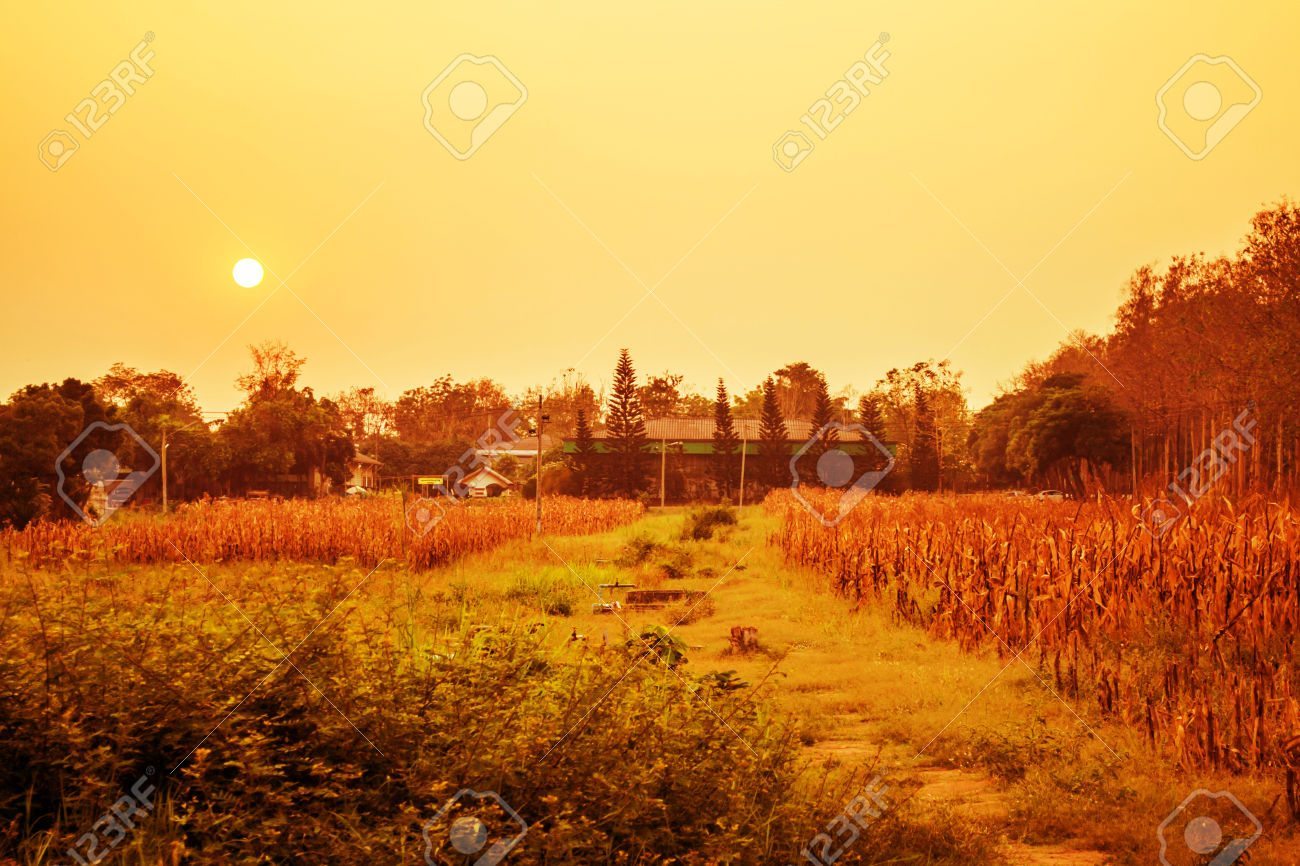 agriculture of corn field in the sunset.