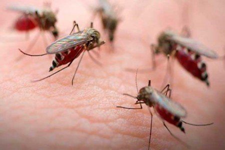 mosquito-paludismo-450x300