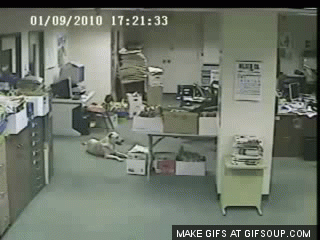 perro-que-precide-terremoto-o