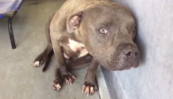 primera-caricia-perro-pit-bull-rescatado-peleas