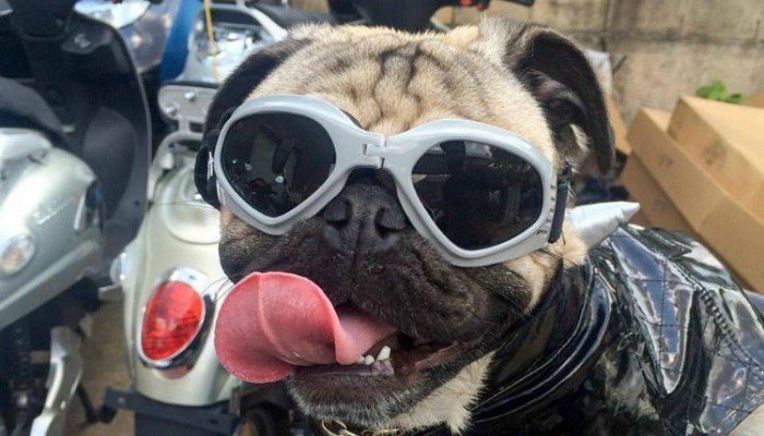 top-doug18-e1459449041708