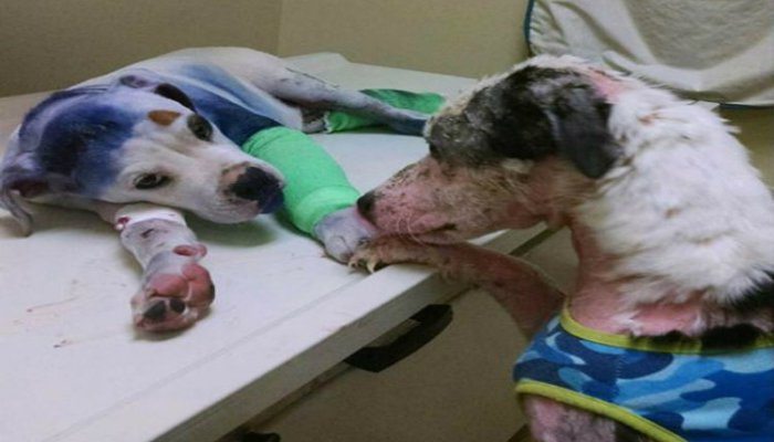 13095995_1081604235253665_2758114914838318582_n