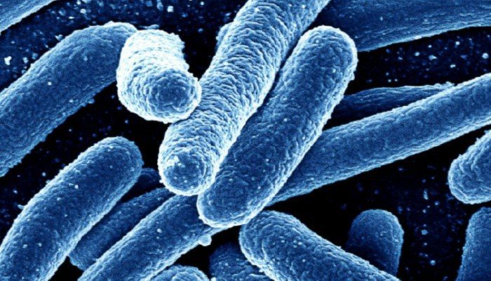 GTY_bacteria_as_160526_12x5_1600