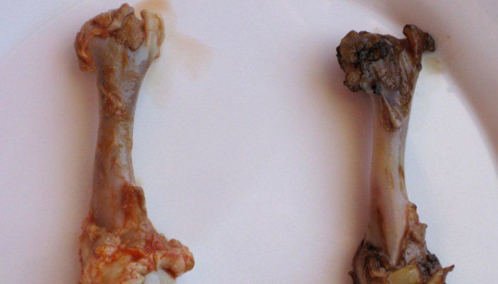 HUESODEPOLLO-e1462167317281