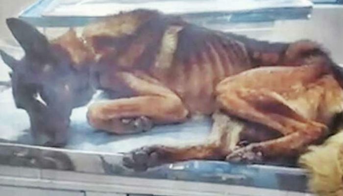 PERRO-DESNUTRIDO-SILAO