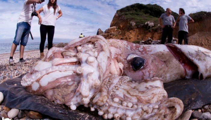 giant-squid-enrique-talledo