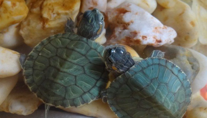 tortuga-e1462240119926