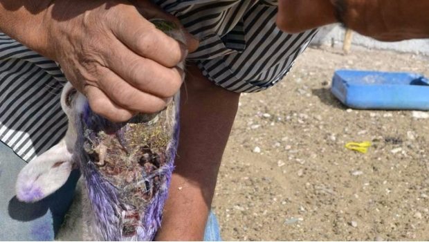 1529_chupacabras_620x350