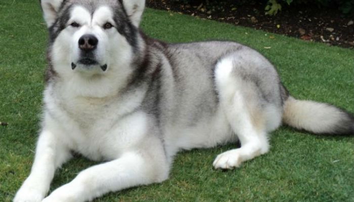 Alaskan-Malamute-2