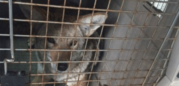 Captura de pantalla 2016-06-08 a las 9.17.00