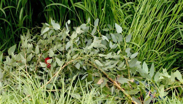 feminicidio-tepotzotlan