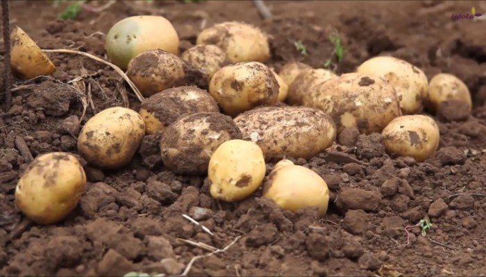 maxresdefault20-e1467187001561