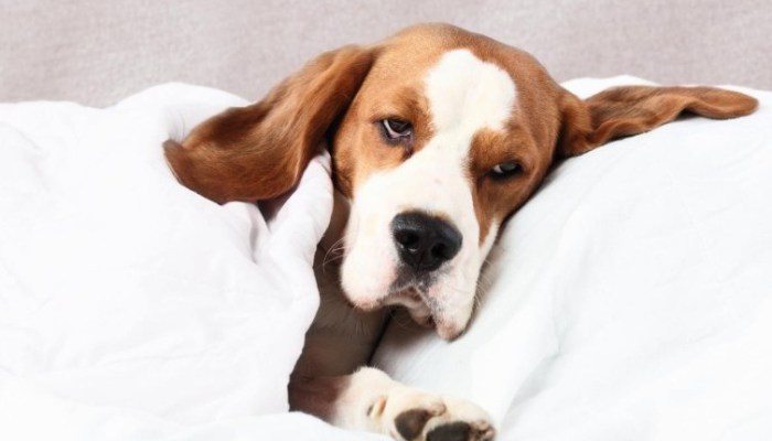 tosperrreras-e1465262170133