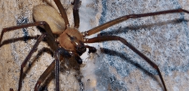 Captura de pantalla 2016-07-08 a las 11.03.42