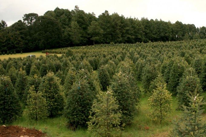 Reforestacion-680x453