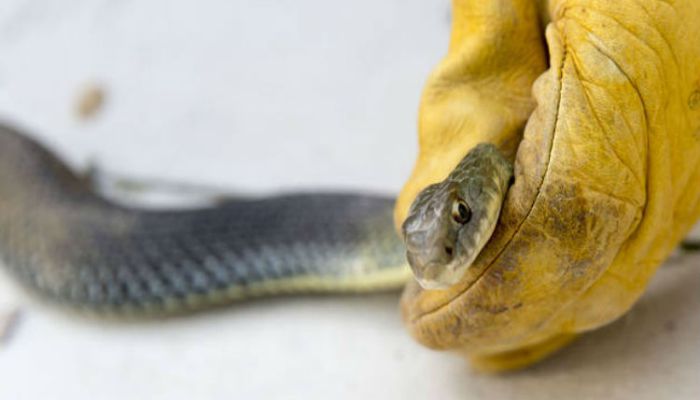 Serpiente_Diario-de-Navarra-España