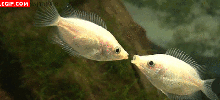 bloggif_577d480354179