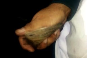 bomberos-int--300x200