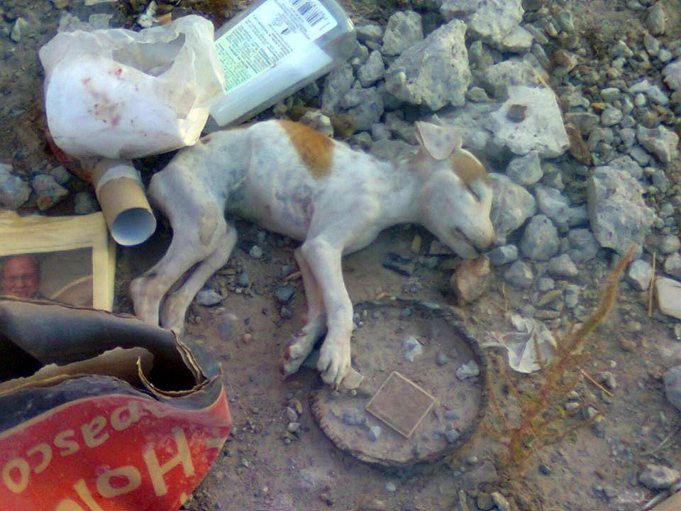 cachorro-muerto2