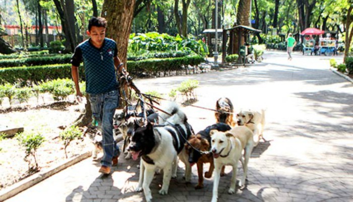 cuidadomascotas_SinEmbargo