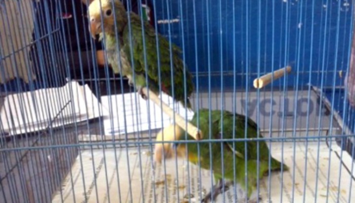 pericos_archivoprofepa