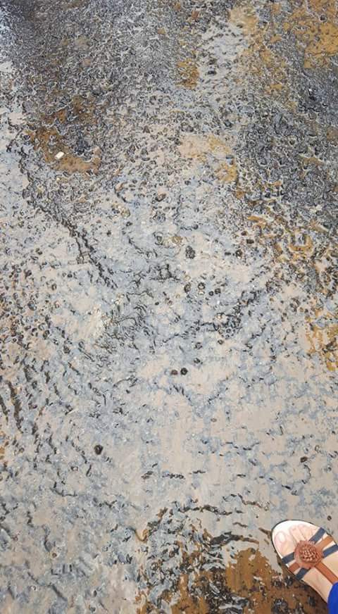 14101810_936755349786792_1052830871_n