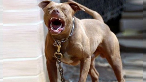 2206_pitbull_620x350