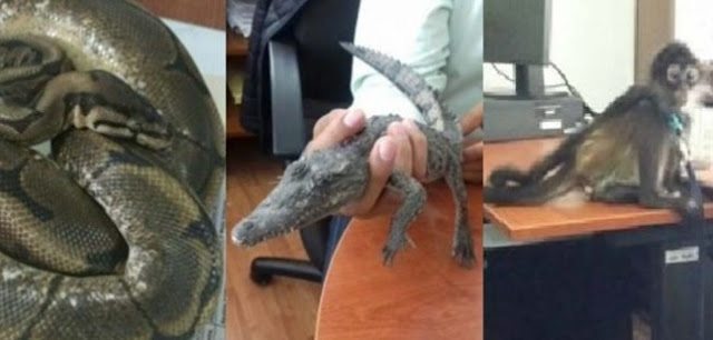 Animales-zoologicos-naturaleza