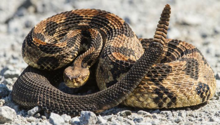 Serpiente_Infoserpientes