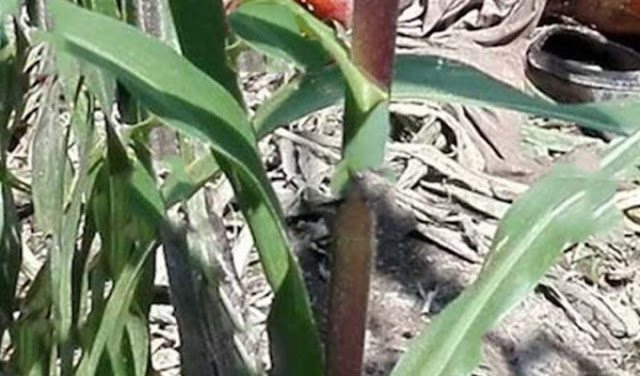 Terreno-maíz-tierra-Edomex