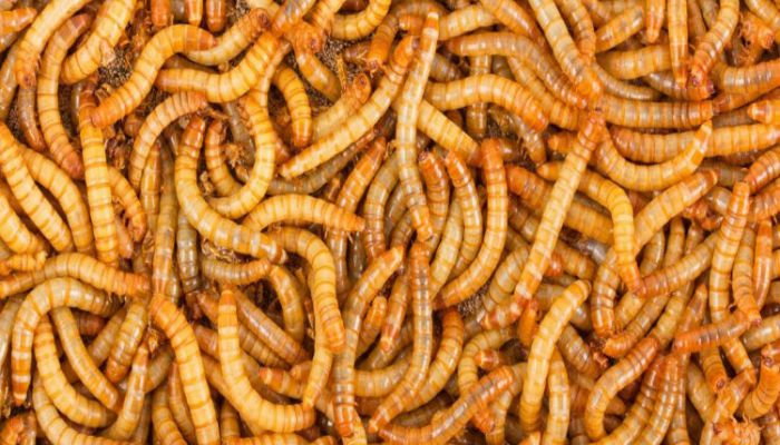 Gusanos-de-Harina