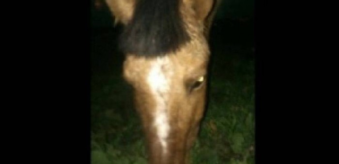 uploads_posts_61aac9a7c1536517b5de6813bf4d6313-700x340