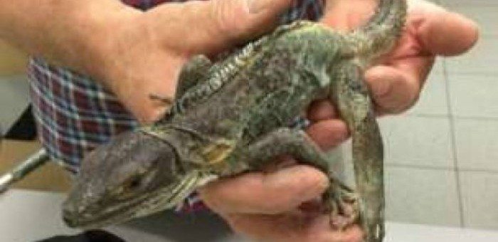 uploads_posts_e5dacc93986dee78099554d61baeb987-700x340