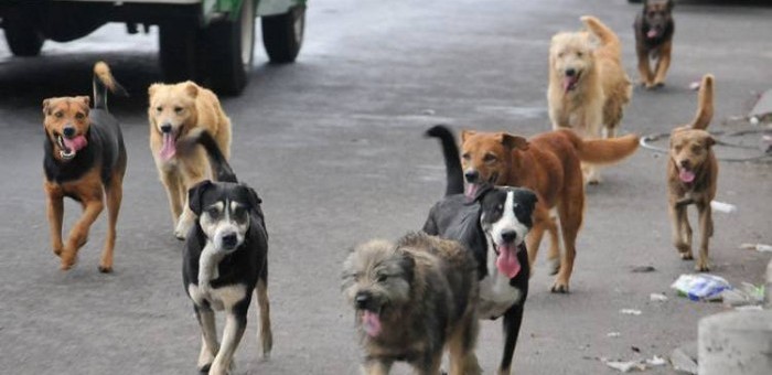 uploads_posts_ec2a485168aab7f0e89fb3563f5a0c44-700x340