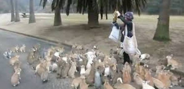 uploads_posts_fc43b2c8ff610b722900786d4d03cdba-700x340