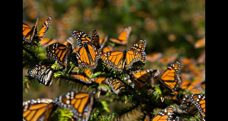 0654af5836be95fccb71f6822077a8dc