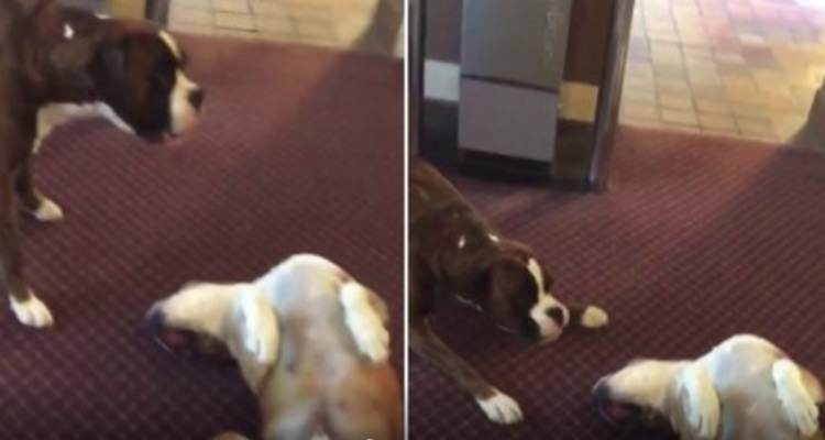 57d2efd877b2f44280eaff27145759ce-2